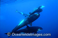 Orcas or Killer Whales (Orcinus orca). Indo-Pacific. Classified Lower Risk on the IUCN Red List.