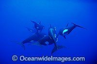 Orcas or Killer Whales (Orcinus orca). Indo-Pacific. Classified Lower Risk on the IUCN Red List.