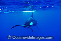 Orca or Killer Whales (Orcinus orca). Indo-Pacific. Classified Lower Risk on the IUCN Red List.