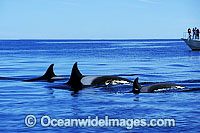 Orcas or Killer Whales (Orcinus orca). Also known as a Killer Whale.Located in the Indo-Pacific. Classified Lower Risk on the IUCN Red List.