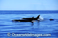 Orcas or Killer Whales (Orcinus orca). Also known as a Killer Whale. Located in the Indo-Pacific. Classified Lower Risk on the IUCN Red List.