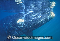 Southern Right Whale (Eubalaena australis). Located in Southern Australia. Classified Vulnerable on the IUCN Red List.