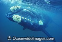 Southern Right Whale (Eubalaena australis). Located in Southern Australia. Classified Vulnerable on the IUCN Red List.