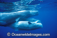 Pod of Sperm Whales (Physeter macrocephalus). Indo-Pacific. Classified as Vulnerable on the IUCN Red List.