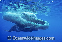 Sperm Whale (Physeter macrocephalus). Mother with newborn calf. Indo-Pacific. Classified as Vulnerable on the IUCN Red List.