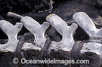 Vertebrate of a beached Sperm Whale (Physeter macrocephalus). Indo-Pacific. Classified as Vulnerable on the IUCN Red List.