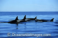 Orca or Killer Whales (Orcinus orca). Indo-Pacific. Listed as Lower Risk on the IUCN Red List.