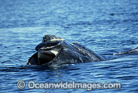 Southern Right Whale (Eubalaena australis) - with mouth agape. Southern Australia. Listed as Vulnerable on the IUCN Red List.