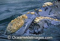 Southern Right Whale (Eubalaena australis) - showing horny growth of 'callosities' on and around the head. Southern Australia. Listed as Vulnerable on the IUCN Red List.