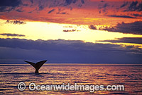 Southern Right Whale (Eubalaena australis) - tail fluke during sunset. Southern Australia. Listed as Vulnerable on the IUCN Red List.