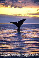 Southern Right Whale (Eubalaena australis) - tail fluke during sunset. Southern Australia. Listed as Vulnerable on the IUCN Red List.