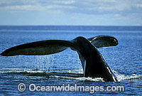 Southern Right Whale (Eubalaena australis) - tail fluke. Southern Australia. Listed as Vulnerable on the IUCN Red List.