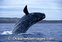 Southern Right Whale (Eubalaena australis) - breaching. Southern Australia. Classified Vulnerable on the IUCN Red List.
