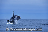Southern Right Whale (Eubalaena australis) - breaching. Southern Australia. Listed as Vulnerable on the IUCN Red List.