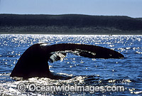 Southern Right Whale (Eubalaena australis) - tail fluke. Southern Australia. Listed as Vulnerable on the IUCN Red List.