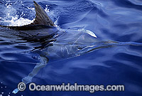 Black Marlin (Makaira indica) gliding beneath the surface. Also known as Billfish. Great Barrier Reef, Queensland, Australia