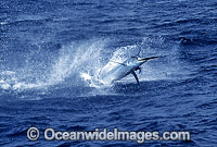 Black Marlin (Makaira indica) breaching on surface after taking a bait. Also known as Billfish. Great Barrier Reef, Queensland, Australia