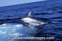 Black Marlin (Makaira indica) on surface after taking a bait. Also known as Billfish. Great Barrier Reef, Queensland, Australia