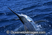 Black Marlin (Makaira indica) on surface after taking a bait. Also known as Billfish. Great Barrier Reef, Queensland, Australia