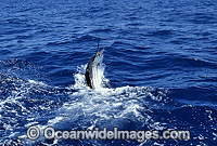 Indo-Pacific Sailfish (Istiophorus platypterus) breaching on surface after taking a bait. Also known as Billfish. Great Barrier Reef, Queensland, Australia