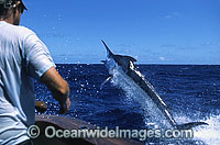 Sports fisherman reeling in a Black Marlin (Makaira indica) breaching on surface after taking a bait. Also known as Billfish. Great Barrier Reef, Queensland, Australia