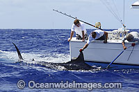 Indo-Pacific Blue Marlin (Makaira mazara). Fisherman holding onto a captured fish with a snooter (a specially designed pole with a cable), so they can swim the marlin to revive it before release. Also known as Billfish. Found throughout the Indo-Pacific.