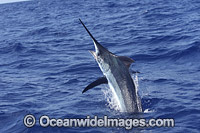 Indo-Pacific Blue Marlin (Makaira mazara), breaching on the surface after taking a bait. Also known as Billfish. Great Barrier Reef, Queensland, Australia.