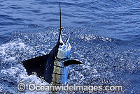 Sailfish (Istiophorus platypterus) breaching on surface after taking a bait. Also known as Indo-Pacific Sailfish or Billfish. Found throughout the Indo-Pacific