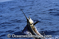 Sailfish (Istiophorus platypterus) breaching on surface after taking a bait. Also known as Indo-Pacific Sailfish or Billfish. Found throughout the Indo-Pacific
