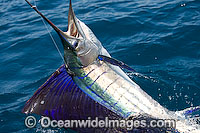 Sailfish (Istiophorus platypterus) breaching on surface after taking a bait. Also known as Indo-Pacific Sailfish or Billfish. Indo-Pacific