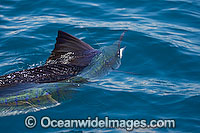 Sailfish Istiophorus platypterus) - on surface after taking a bait. Also known as Indo-Pacific Sailfish or Billfish. Found throughout the Indo-Pacific