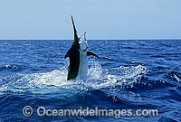 Black Marlin (Makaira indica) breaching on surface after taking a bait. Also known as Billfish. Great Barrier Reef, Queensland, Australia