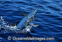 Breaching Chevron Barracuda (Sphyraena qenie) caught on fishing hook and line. Great Barrier Reef, Queensland, Australia