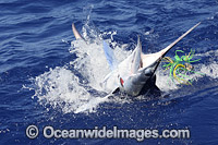 White Marlin (Kajikia albidus). This species is considered rare and usually found in deep blue water over 100m deep. Listed as Vulnerable on the IUCN Red List of Threatened Species.