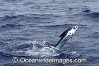 White Marlin (Kajikia albidus). This species is considered rare and usually found in deep blue water over 100m deep. Listed as Vulnerable on the IUCN Red List of Threatened Species.