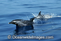Pod of Short-beaked Common Dolphin (Delphinus delphis). Indo-Pacific