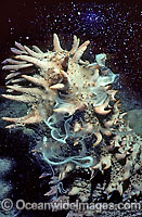 Sea Cucumber (Thelenota ananas) spawning, showing suspended egg and sperm bundles. Photo taken in the Indo-Pacific