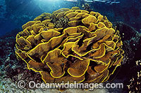 Underwater Seascape showing Cabbage Coral (Turbinaria reniformis) reef. Also known as Scroll Coral. Great Barrier Reef, Queensland, Australia