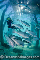 Scuba Diver observing a school of Big-eye Trevally (Caranx sexfasciatus) sheltering under a jetty. Also known as Horse-eye Jacks. Found throughout the Indo-Pacific. Photo taken at the Great Barrier Reef Queensland Australia.