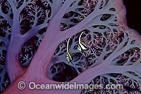 Juvenile Bannerfish (Heniochus diphreutes) amongst giant Dendronephthya Soft Coral. Indo-Pacific