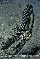 Humped Batfish (Platax batavianus) - juvenile. Indo-Pacific
