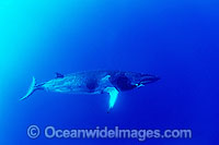 Minke Whale (Balaenoptera acutorostrata). Great Barrier Reef, Queensland, Australia. Also known as Dwarf Minke Whale and thought to form yet-to-be named sub-species of common Minke whale