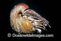 Chambered Nautilus (Nautilus scrobiculatus). Indo-Pacific