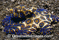 Greater Blue-ringed Octopus (Hapalochlaena lunulata). Indo-Pacific. Extremely venomous and dangerous tropical octopus.