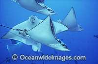 Schooling White-spotted Eagle Ray (Aetobatus narinari). Also known as Bonnet Skate, Duckbill Ray and Spotted Eagle Ray. Great Barrier Reef, Queensland, Australia