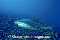Bull Shark (Carcharhinus leucas). Also known as River Whaler, Freshwater Whaler and Swan River Whaler. Great Barrier Reef, Queensland, Australia. Found worldwide in tropical and warm temperate seas and penetrates far into freshwater for extended periods.