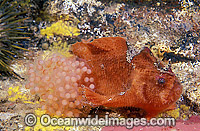 Prickly Anglerfish (Echinophryne crassispina) - with eggs. Port Phillip Bay, Victoria, Australia