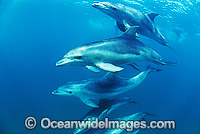 Pod of Burrunan dolphin (Tursiops australis). Port Phillip Bay, Victoria, Australia. This species has been recently formally recognised as a new species, by researchers. They were formally identified as Bottlenose Dolphin (Tursiops truncatus).