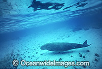 Dugong (Dugong dugon). Also known as Sea Cow. Indo-Pacific. Listed as Vulnerable on the IUCN Red List. Now a Protected species.