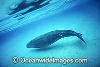 Dugong (Dugong dugon). Also known as Sea Cow. Indo-Pacific. Listed as Vulnerable on the IUCN Red List. Now a Protected species.